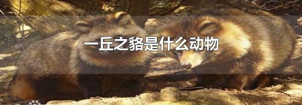一丘之貉是什么动物