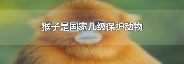 猴子是国家几级保护动物