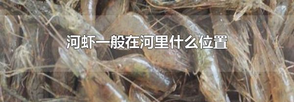 河虾一般在河里什么位置