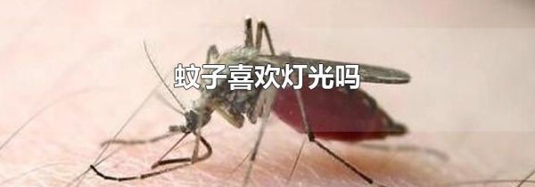 蚊子喜欢灯光吗