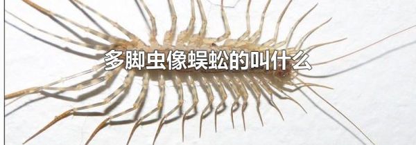 多脚虫像蜈蚣的叫什么