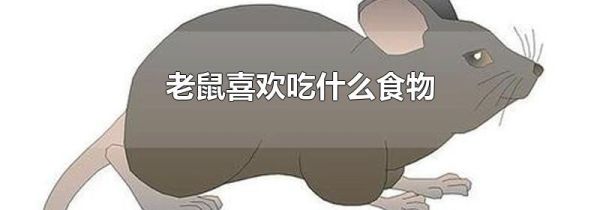 老鼠喜欢吃什么食物