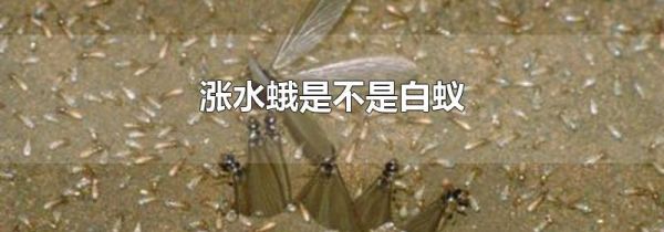 涨水蛾是不是白蚁