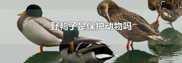 野鸭子是保护动物吗