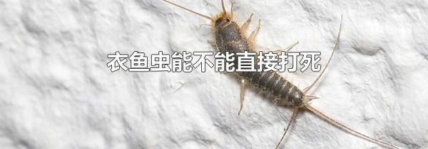 衣鱼虫能不能直接打死
