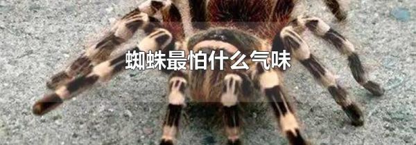 蜘蛛最怕什么气味