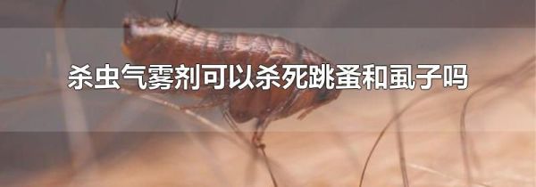 杀虫气雾剂可以杀死跳蚤和虱子吗