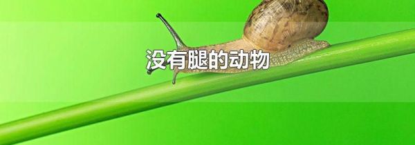 没有腿的动物