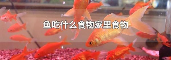 鱼吃什么食物家里食物