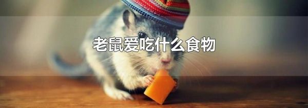老鼠爱吃什么食物