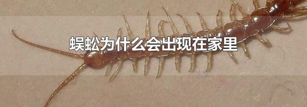 蜈蚣为什么会出现在家里