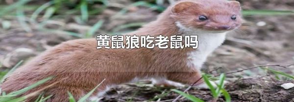 黄鼠狼吃老鼠吗