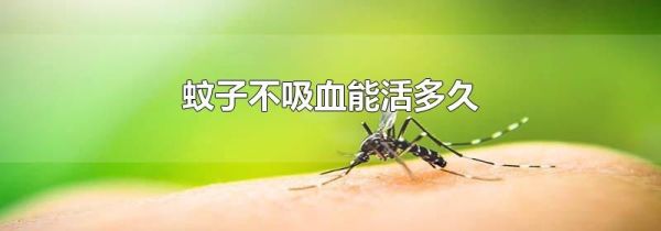 蚊子不吸血能活多久