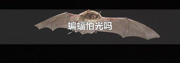 蝙蝠怕光吗