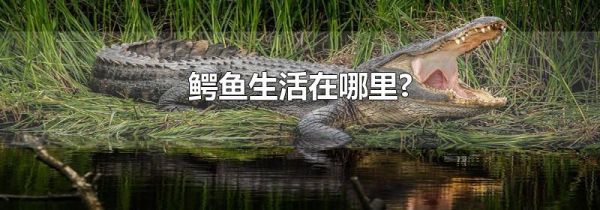 鳄鱼生活在哪里?