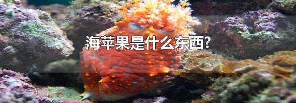 海苹果是什么东西?