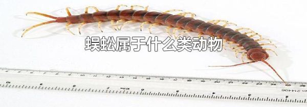 蜈蚣属于什么类动物