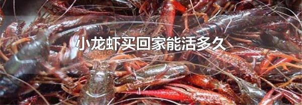 小龙虾买回家能活多久