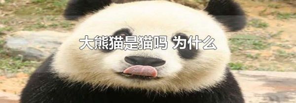大熊猫是猫吗 为什么