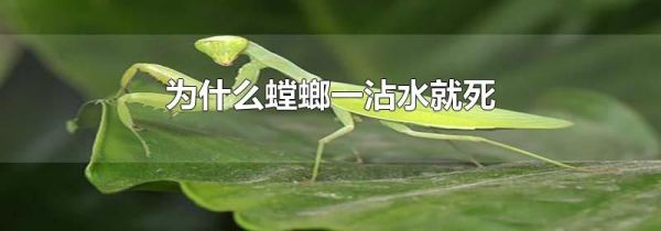 为什么螳螂一沾水就死