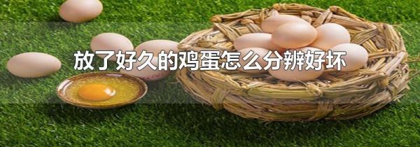 放了好久的鸡蛋怎么分辨好坏