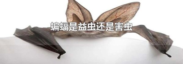 蝙蝠是益虫还是害虫