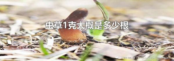 虫草1克大概是多少根