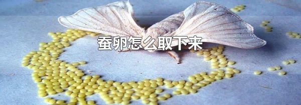 蚕卵怎么取下来