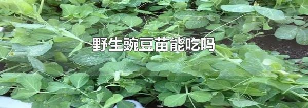 野生豌豆苗能吃吗