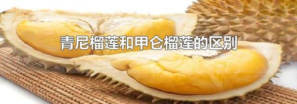 青尼榴莲和甲仑榴莲的区别