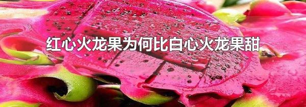 红心火龙果为何比白心火龙果甜