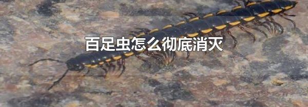 百足虫怎么彻底消灭