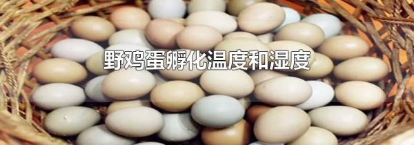 野鸡蛋孵化温度和湿度