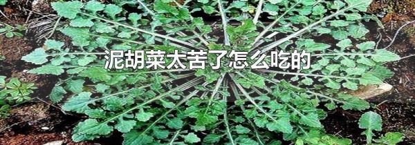 泥胡菜太苦了怎么吃的