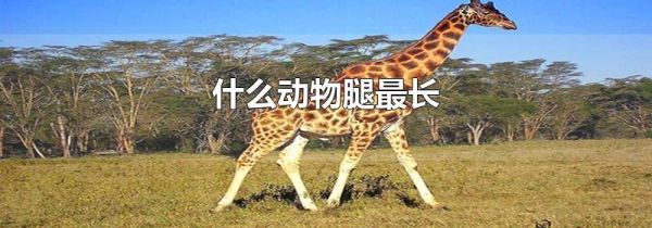 什么动物腿最长