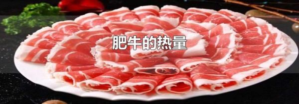 肥牛的热量