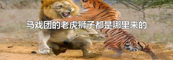 马戏团的老虎狮子都是哪里来的