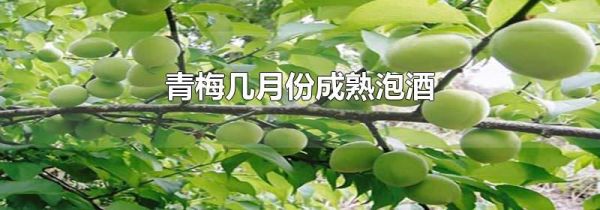 青梅几月份成熟泡酒