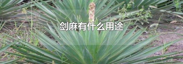 剑麻有什么用途