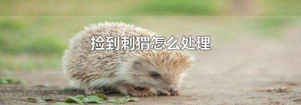捡到刺猬怎么处理