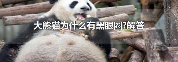 大熊猫为什么有黑眼圈?解答