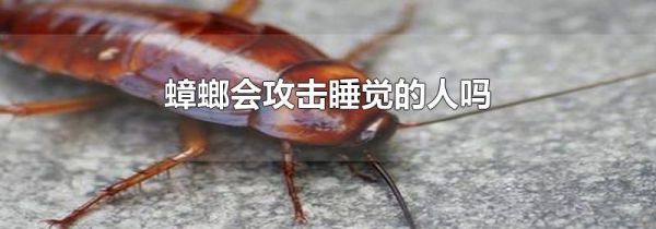 蟑螂会攻击睡觉的人吗