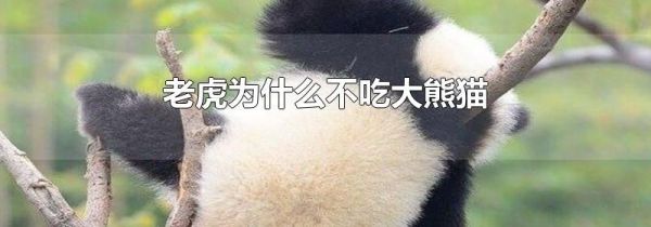老虎为什么不吃大熊猫