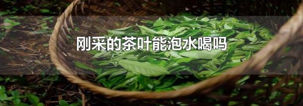 刚采的茶叶能泡水喝吗