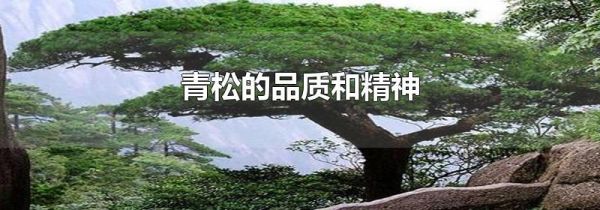 青松的品质和精神