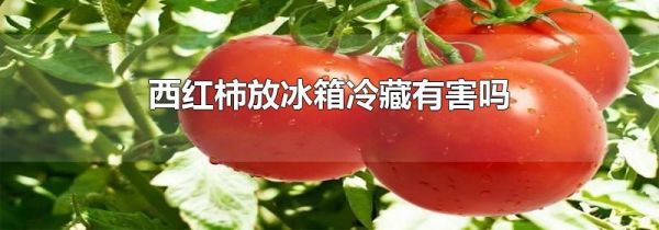 西红柿放冰箱冷藏有害吗