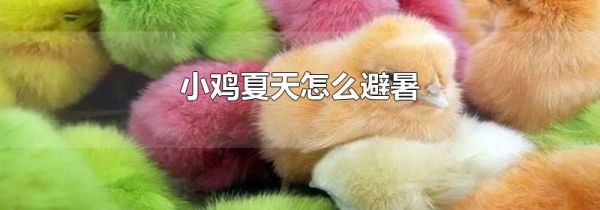 小鸡夏天怎么避暑
