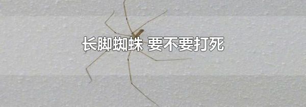 长脚蜘蛛 要不要打死