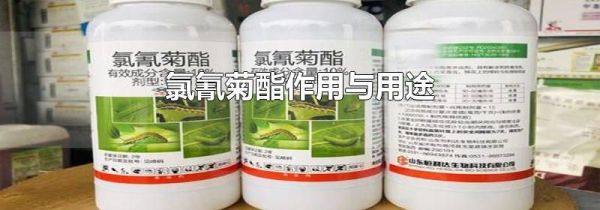 氯氰菊酯作用与用途