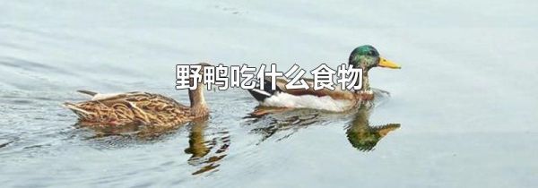 野鸭吃什么食物
